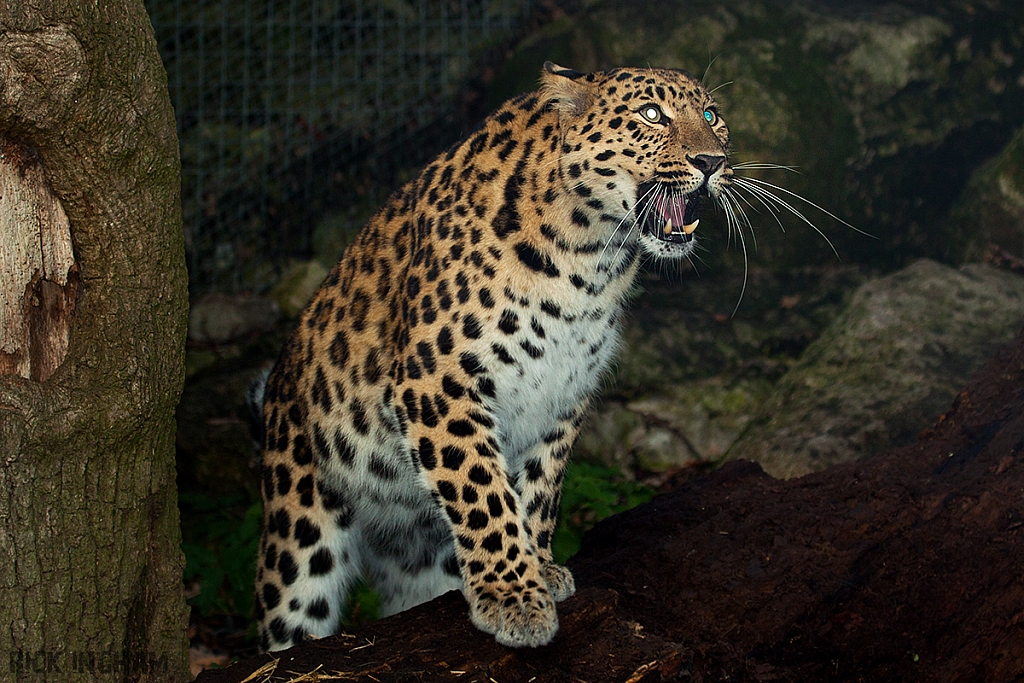 Amur Leopard