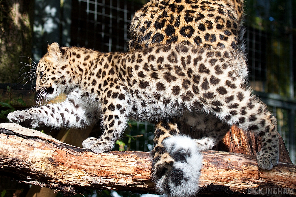 Amur Leopard