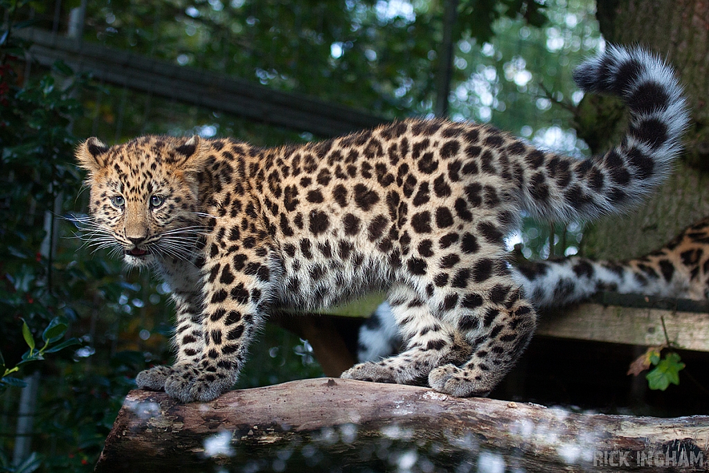 Amur Leopard