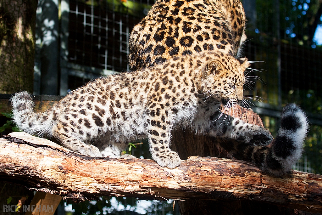 Amur Leopard