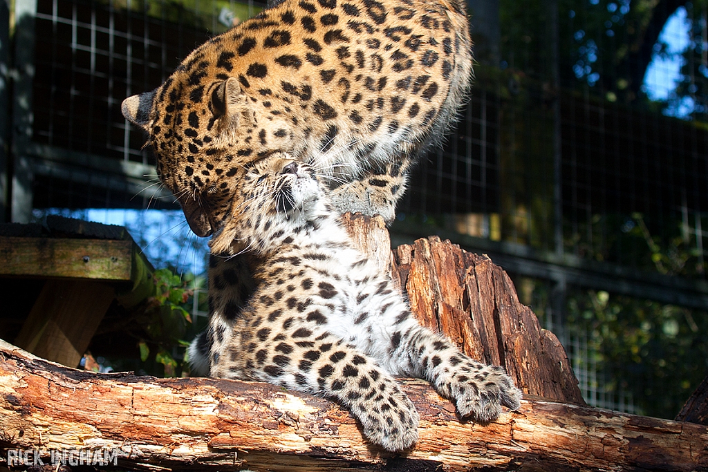 Amur Leopard