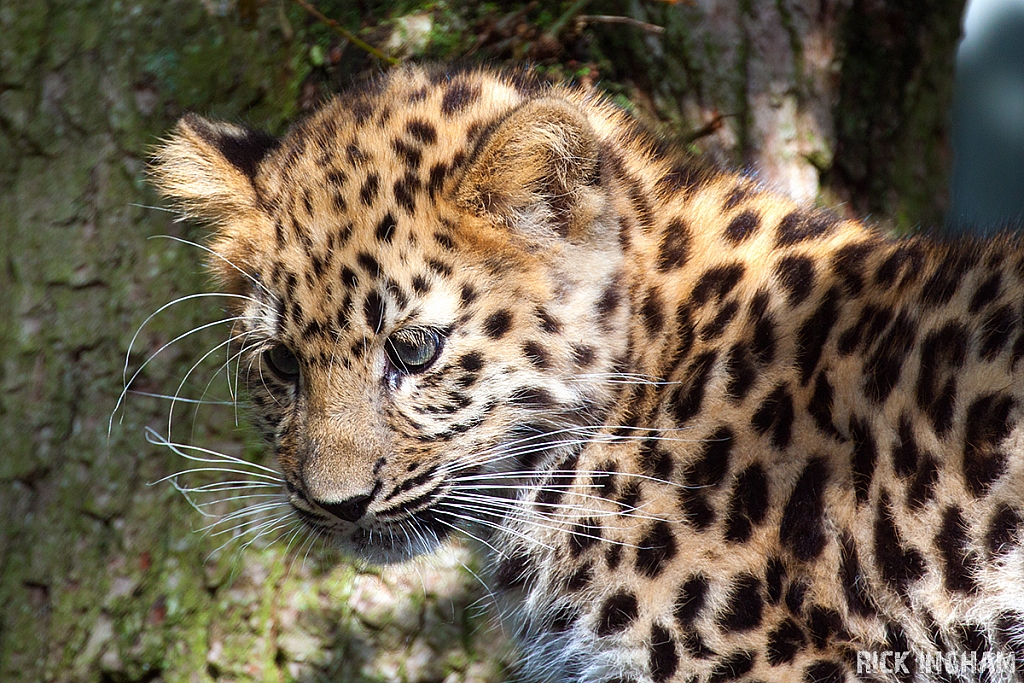 Amur Leopard