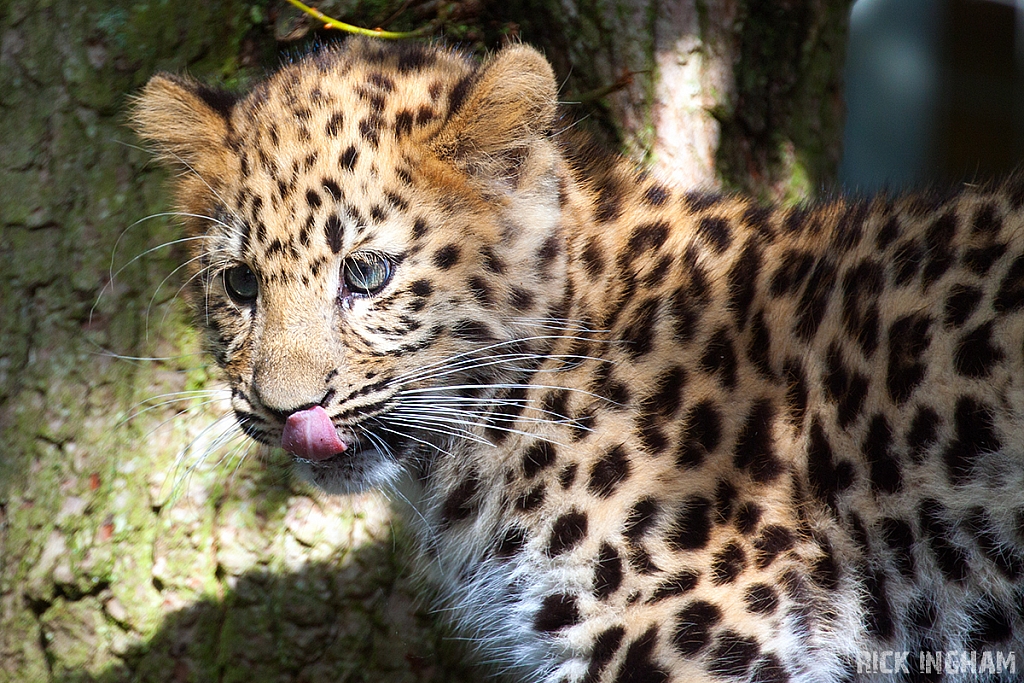 Amur Leopard