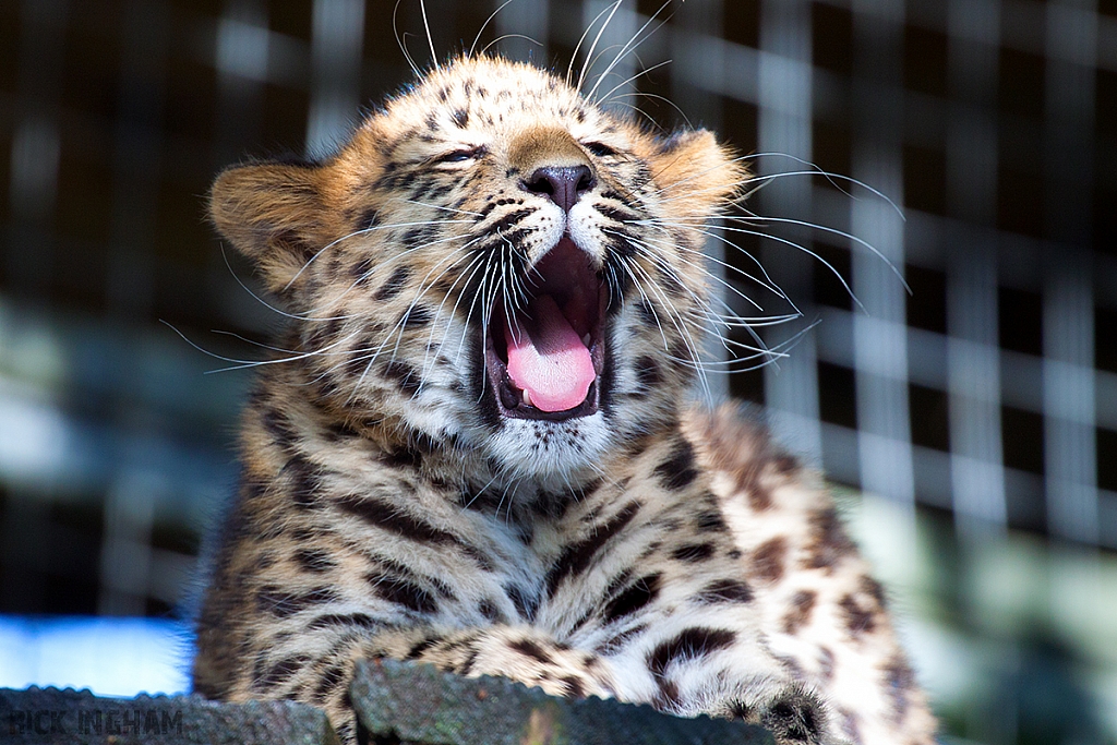 Amur Leopard