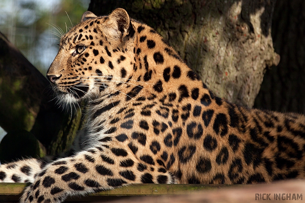 Amur Leopard