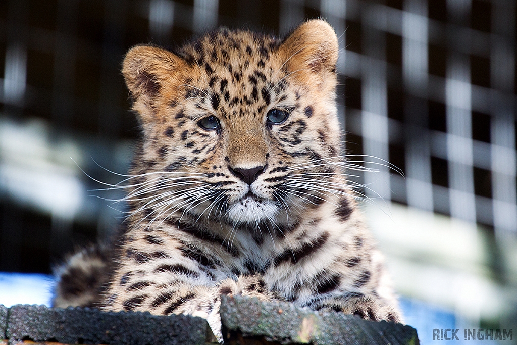 Amur Leopard