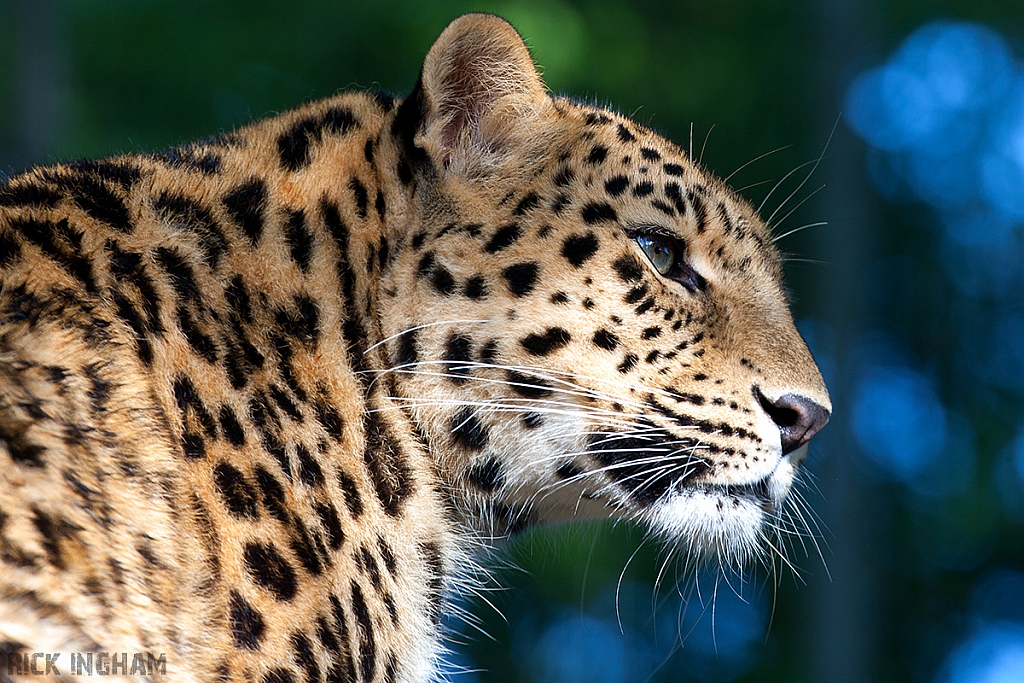 Amur Leopard