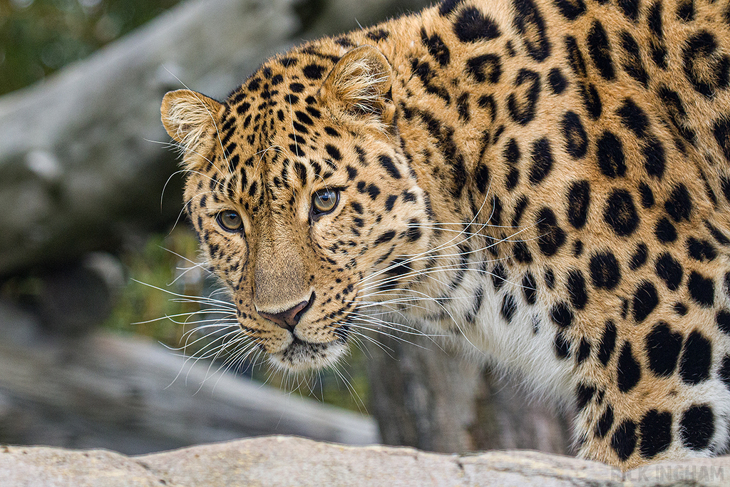 Amur Leopard