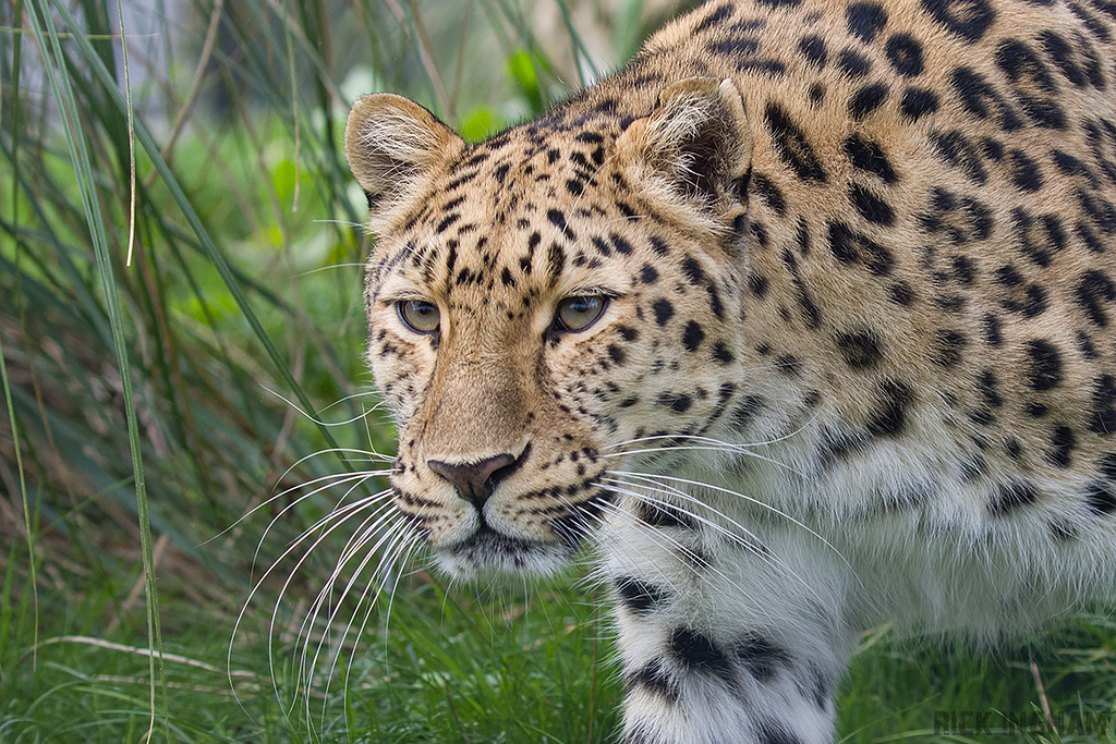 Amur Leopard