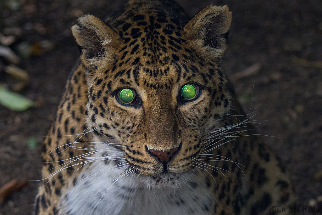 Northern Chinese leopard