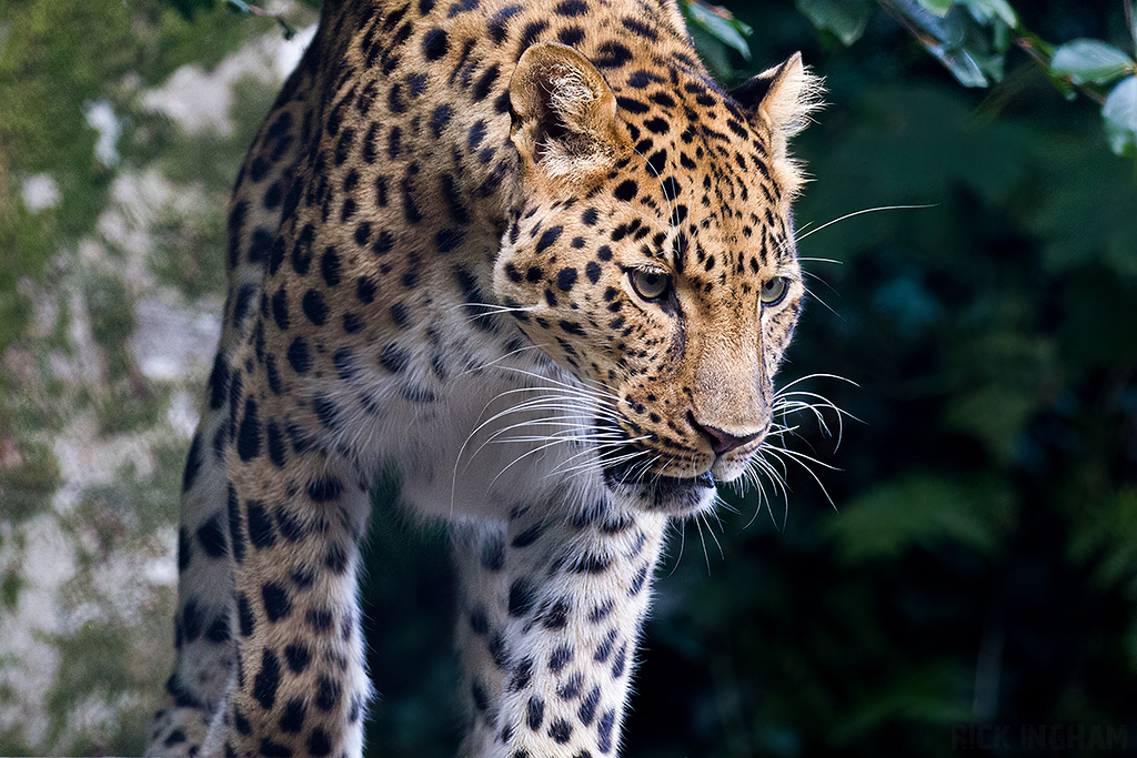 Amur Leopard
