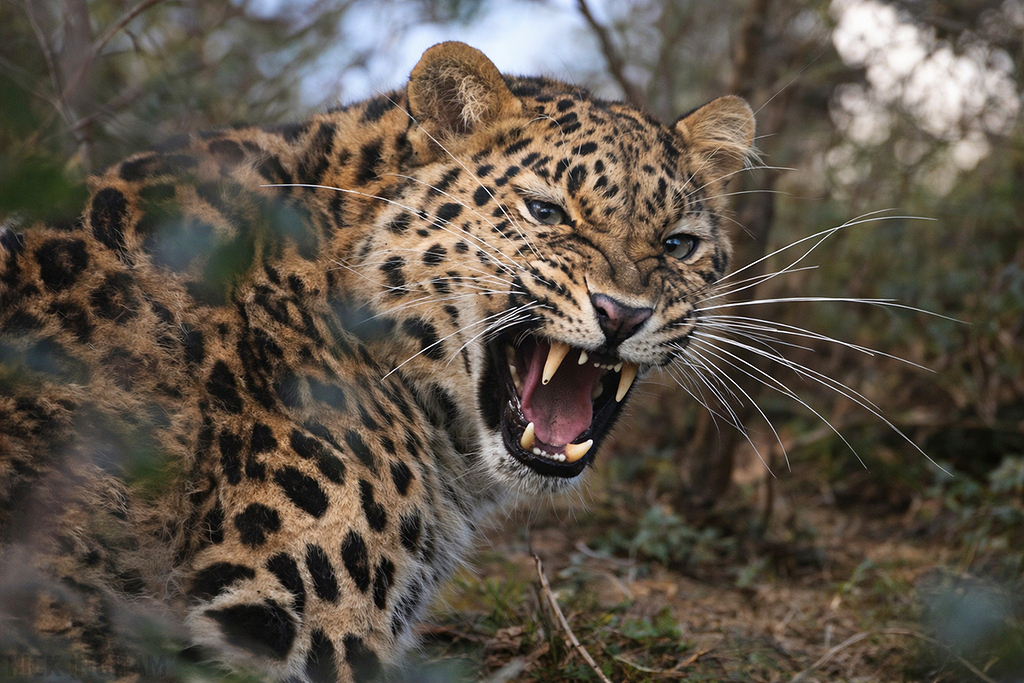 Amur Leopard | Female