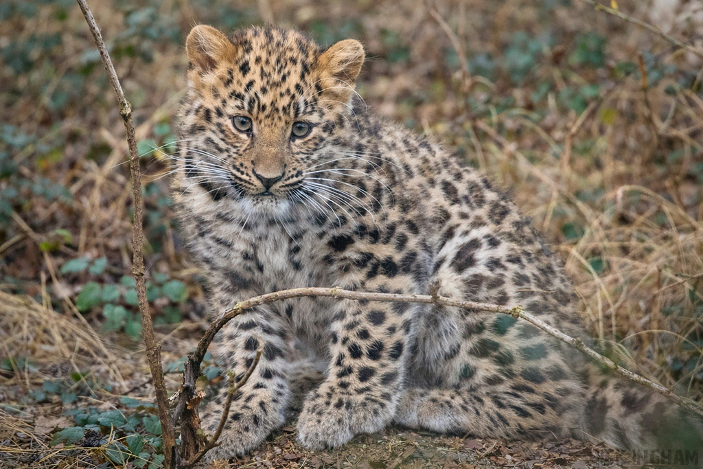 Amur Leopard | Female Cub