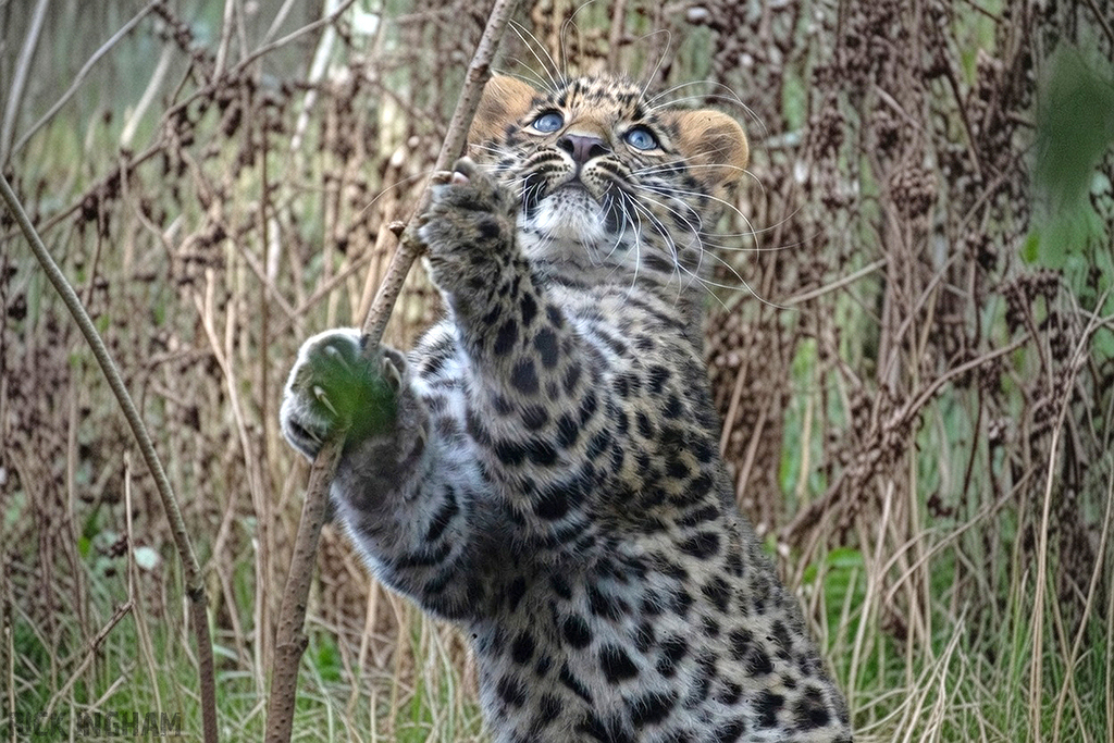 Amur Leopard | Female Cub