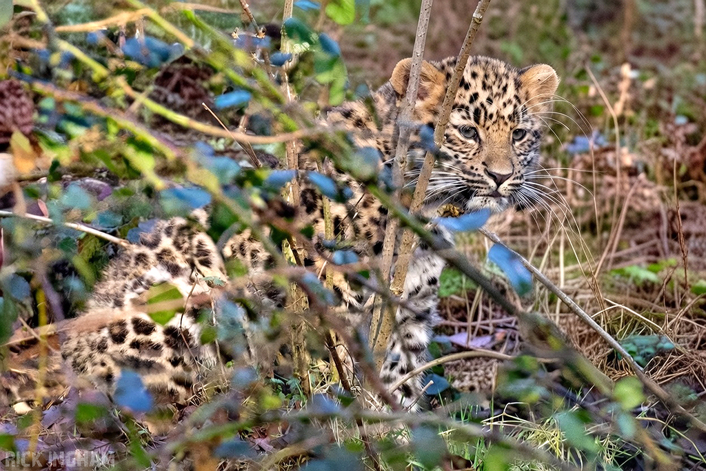 Amur Leopard | Female Cub