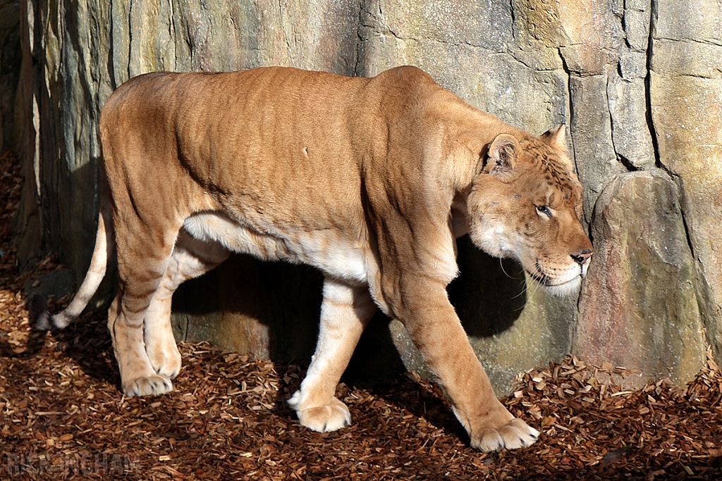 Liger | Male