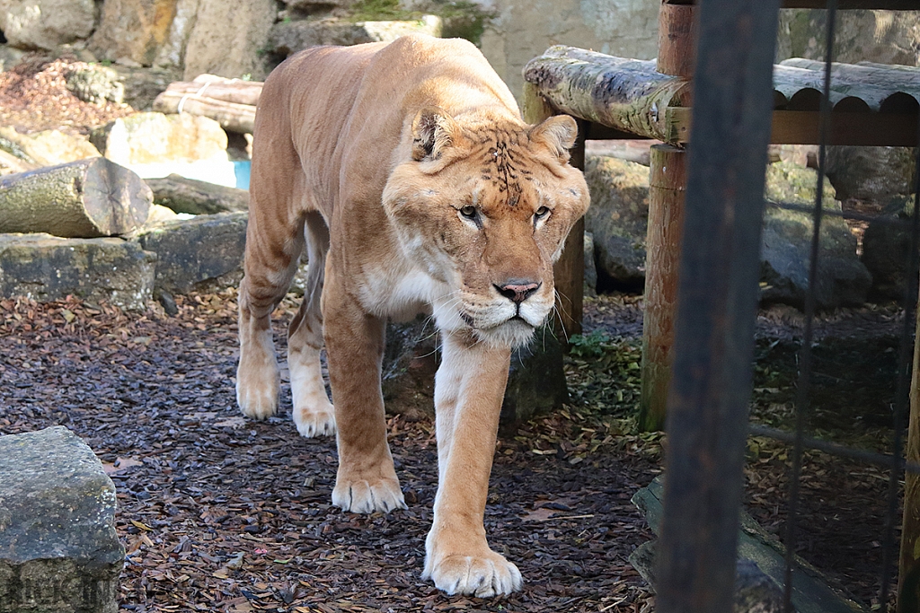 Liger | Male