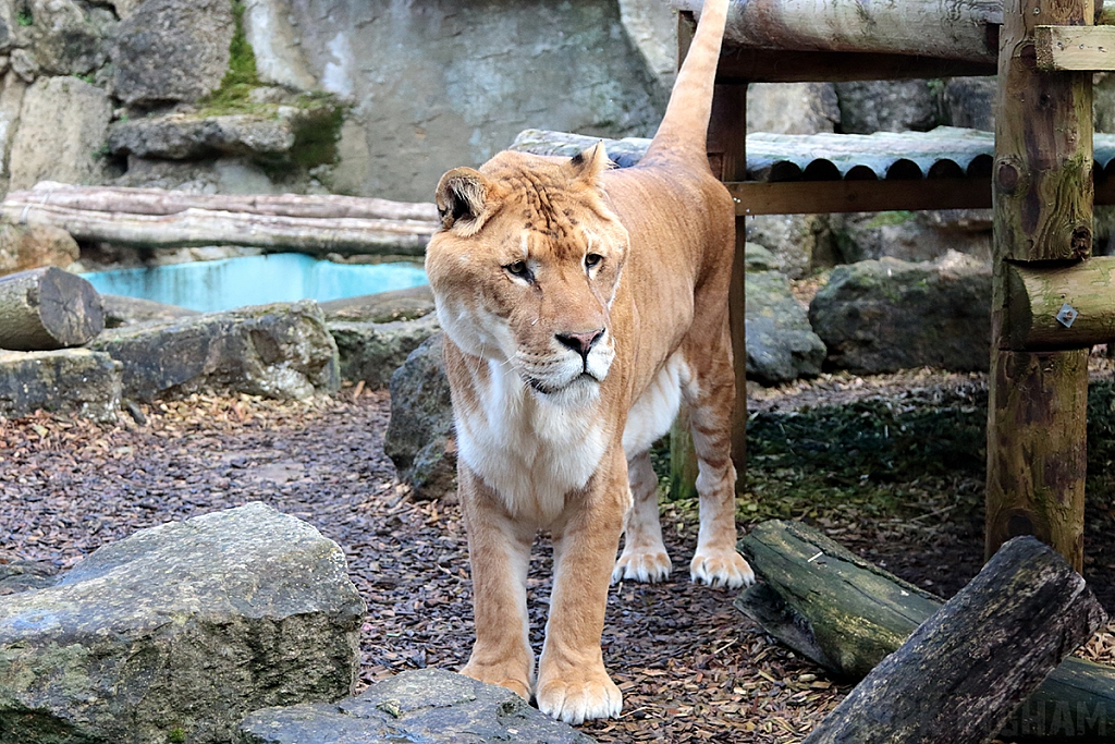 Liger | Male