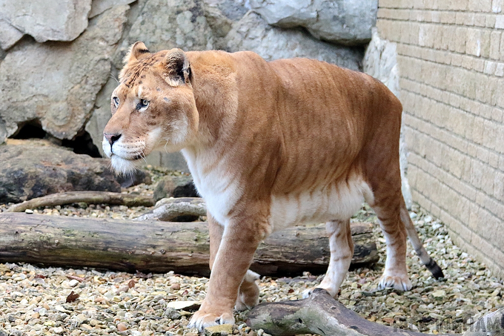 Liger | Male