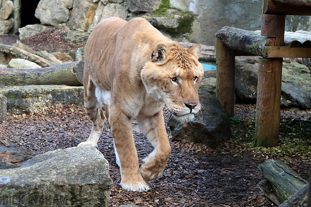 Liger | Male