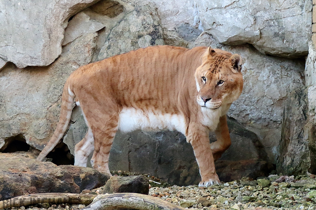 Liger | Male