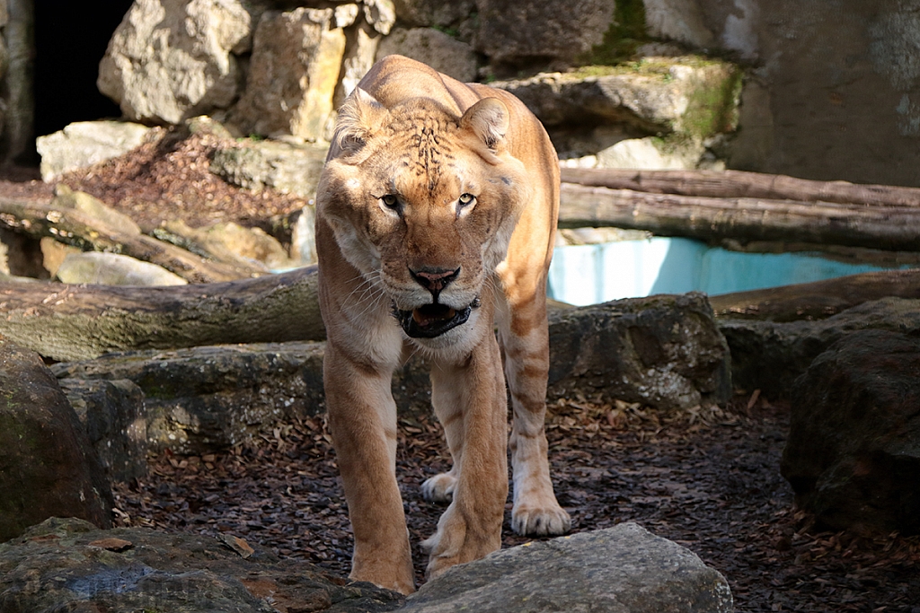 Liger | Male