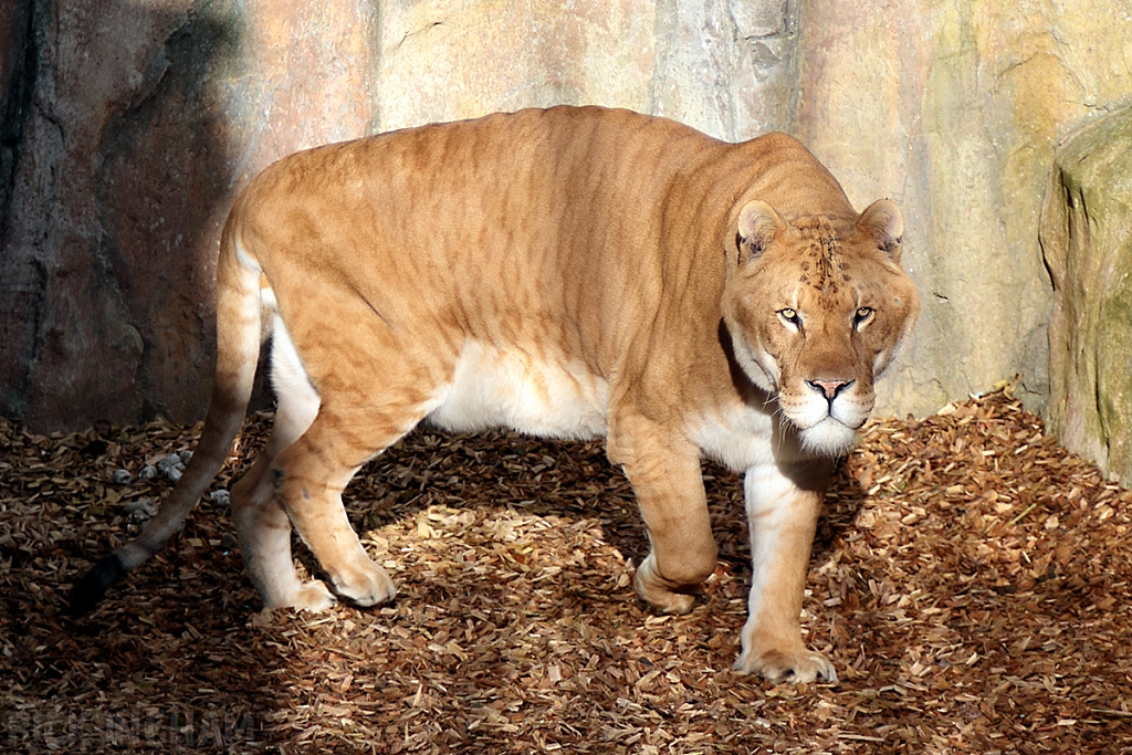 Liger | Male