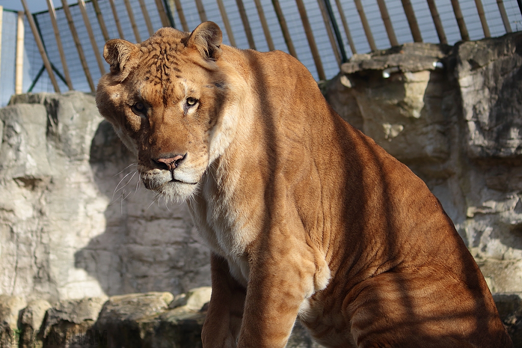 Liger | Male