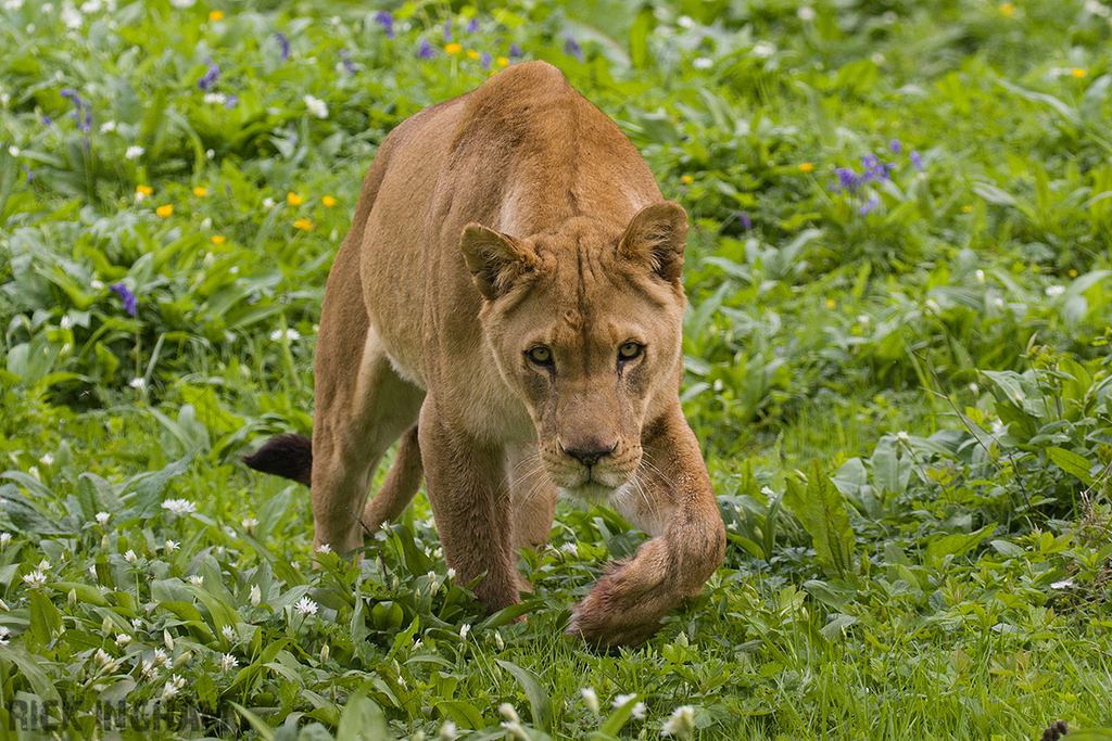 African Lion