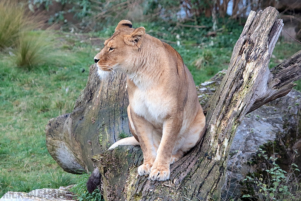 African Lion