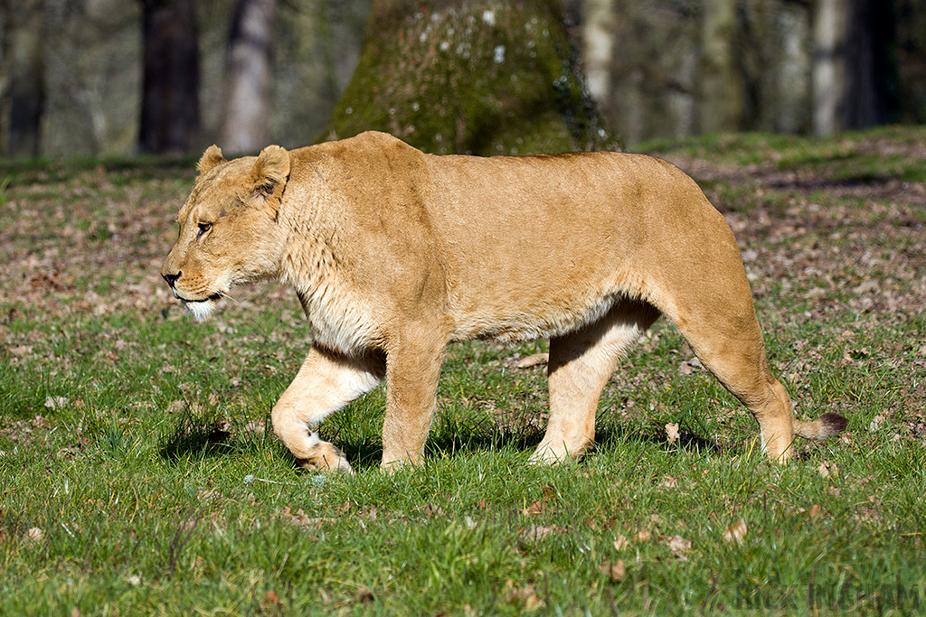 African Lion