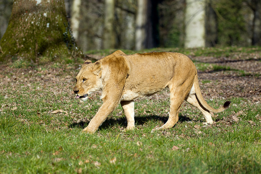 African Lion