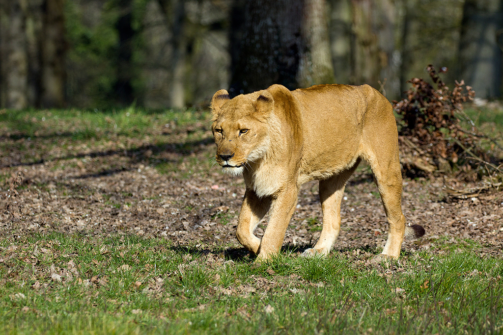 African Lion