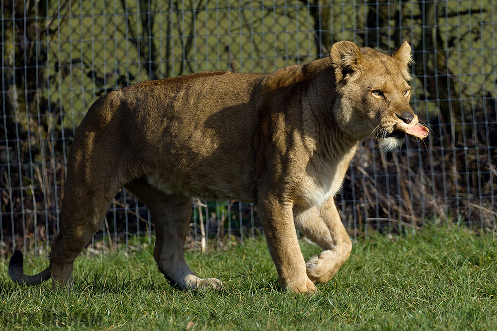 African Lion