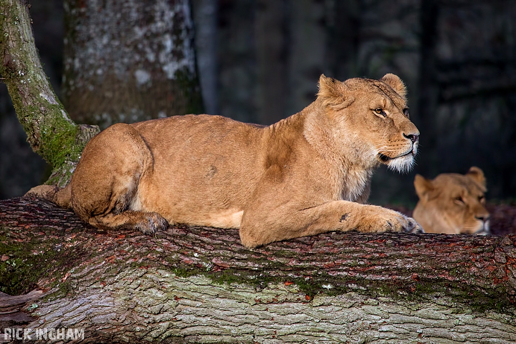 African Lion