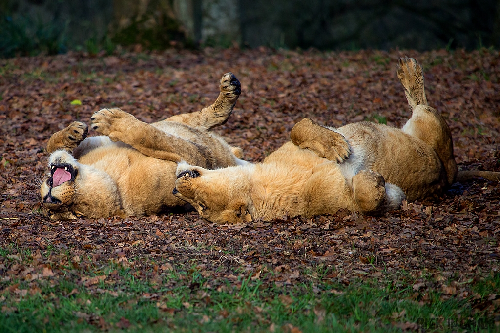 African Lion