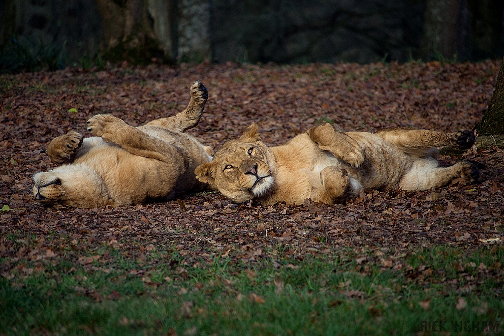 African Lion