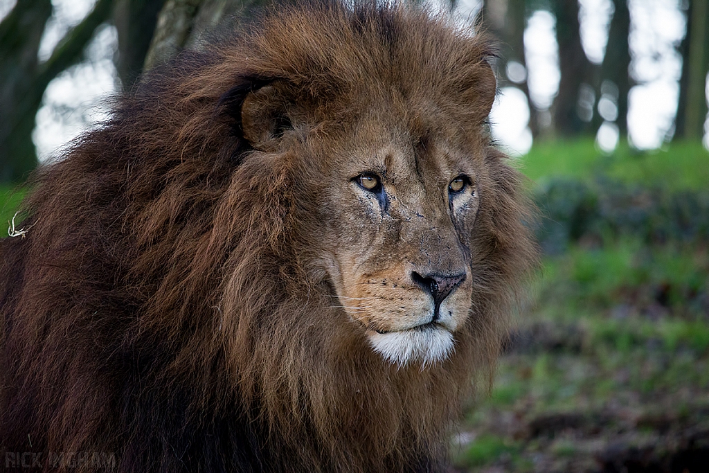 African Lion