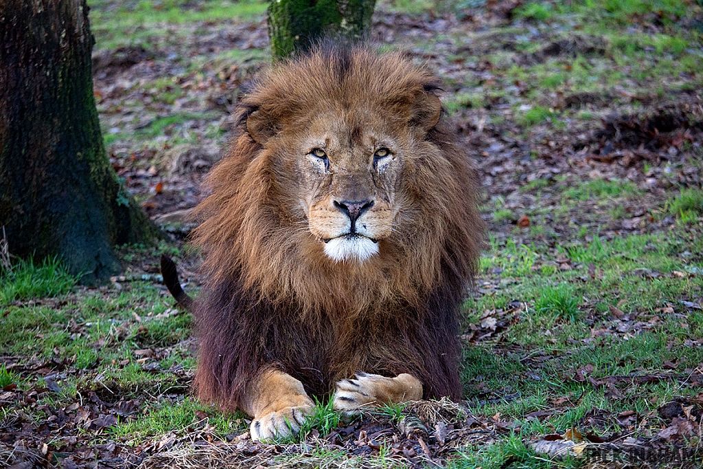 African Lion