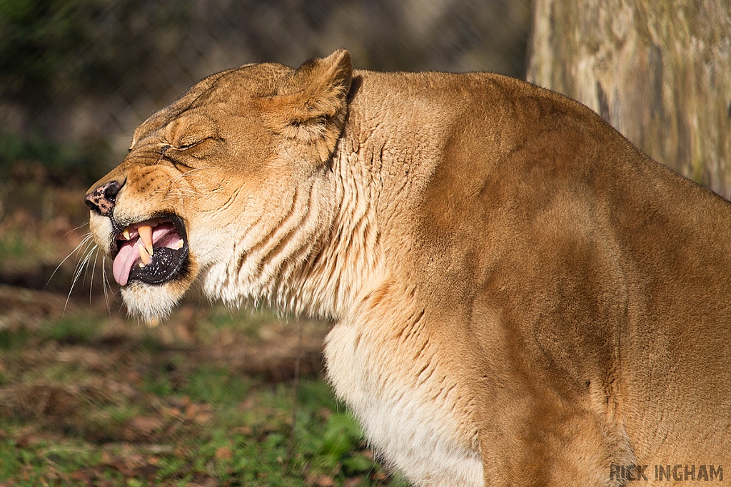 African Lion