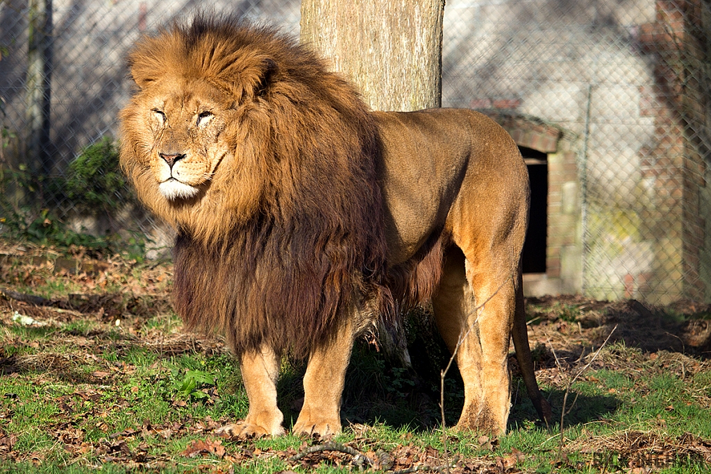 African Lion