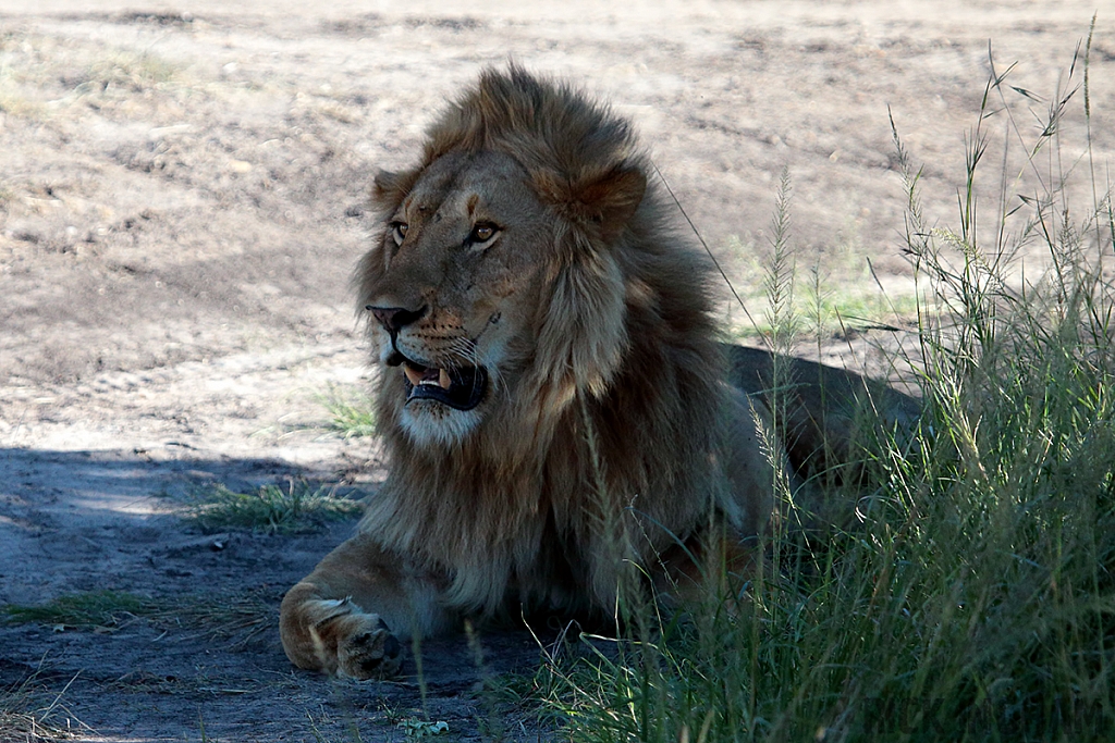 African Lion | Male