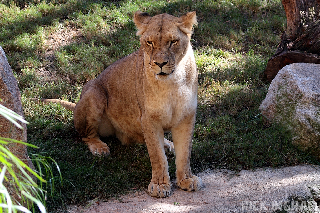 African Lion