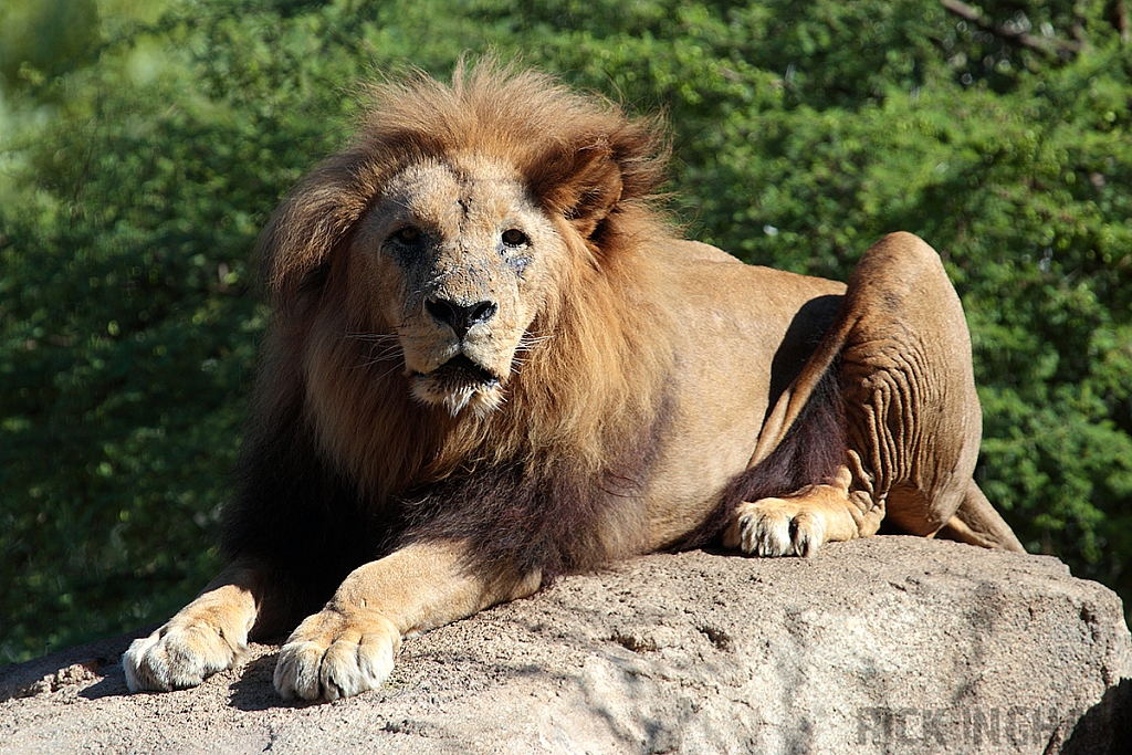 African Lion