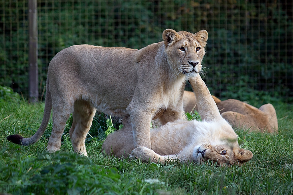 Asiatic Lion