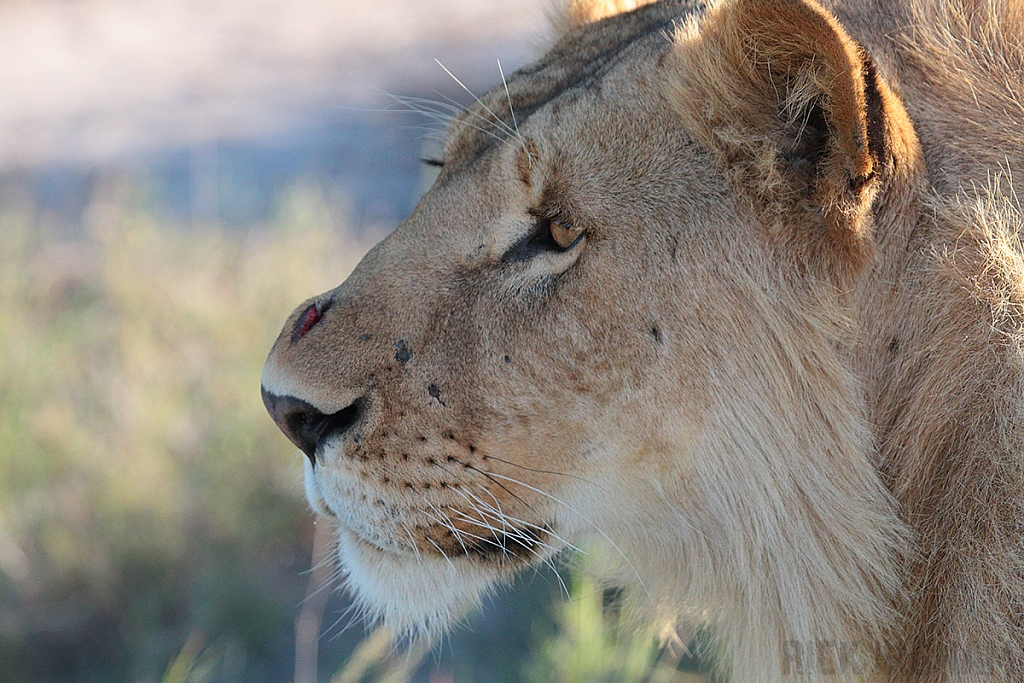 African Lion | Male