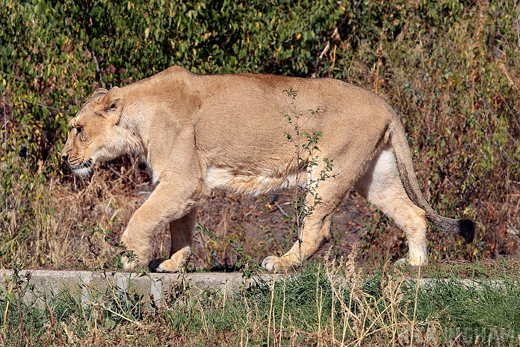 African Lion