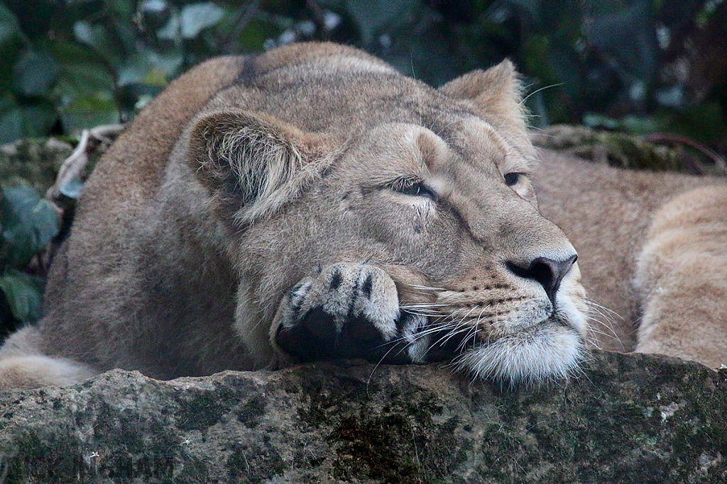 Asiatic Lion