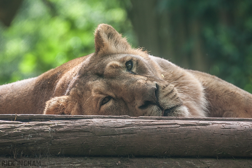 Asiatic Lion