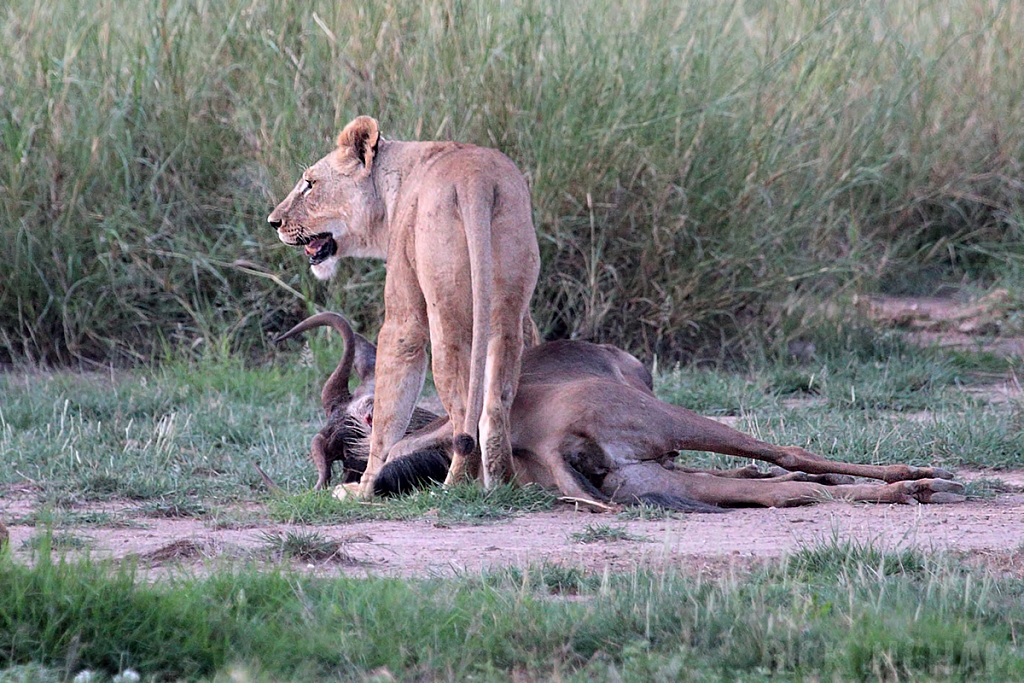 African Lion | Female